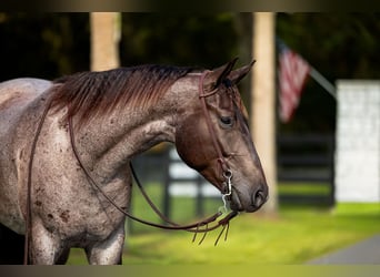 Caballo cuarto de milla, Caballo castrado, 4 años, Ruano azulado