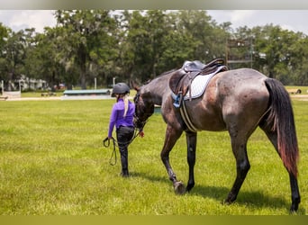 Caballo cuarto de milla, Caballo castrado, 4 años, Ruano azulado