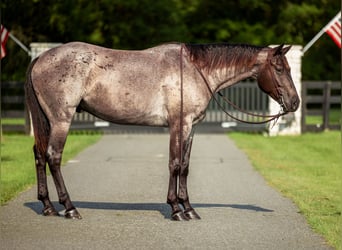 Caballo cuarto de milla, Caballo castrado, 4 años, Ruano azulado