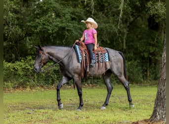 Caballo cuarto de milla, Caballo castrado, 4 años, Ruano azulado