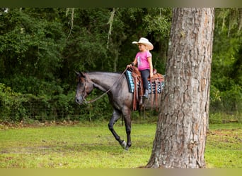 Caballo cuarto de milla, Caballo castrado, 4 años, Ruano azulado