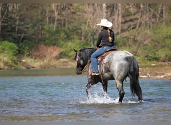 Caballo cuarto de milla, Caballo castrado, 4 años, Ruano azulado