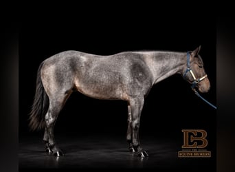 Caballo cuarto de milla, Caballo castrado, 4 años, Ruano azulado
