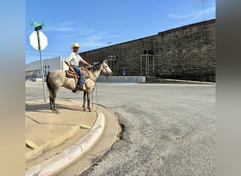 Caballo cuarto de milla, Caballo castrado, 4 años, Tordo