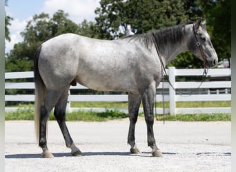 Caballo cuarto de milla, Caballo castrado, 4 años, Tordo