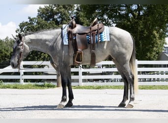 Caballo cuarto de milla, Caballo castrado, 4 años, Tordo