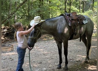 Caballo cuarto de milla, Caballo castrado, 4 años, Tordo