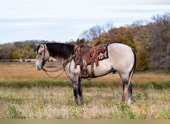 Caballo cuarto de milla, Caballo castrado, 4 años, Tordo