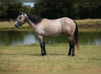 Caballo cuarto de milla, Caballo castrado, 4 años, Tordo