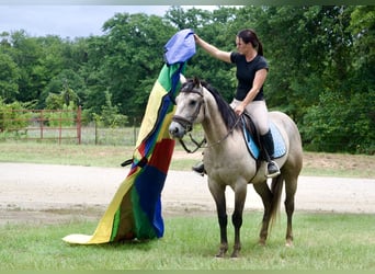 Caballo cuarto de milla, Caballo castrado, 4 años, Tordo