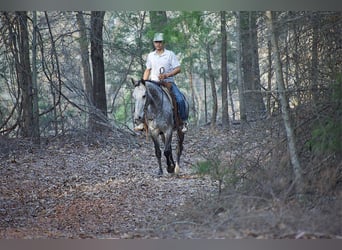 Caballo cuarto de milla, Caballo castrado, 4 años, Tordo