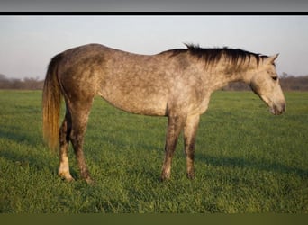 Caballo cuarto de milla, Caballo castrado, 4 años, Tordo