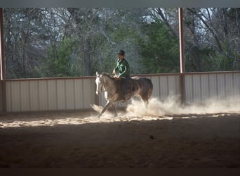 Caballo cuarto de milla, Caballo castrado, 4 años, Tordo