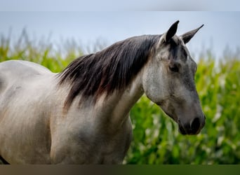 Caballo cuarto de milla, Caballo castrado, 4 años, Tordo