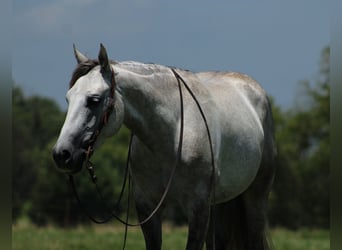 Caballo cuarto de milla, Caballo castrado, 4 años, Tordo
