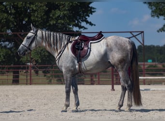 Caballo cuarto de milla, Caballo castrado, 4 años, Tordo