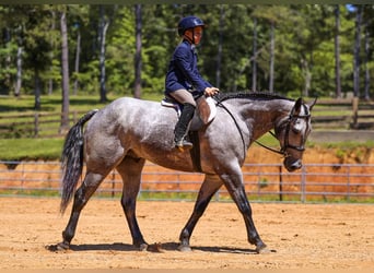 Caballo cuarto de milla, Caballo castrado, 4 años, Tordo