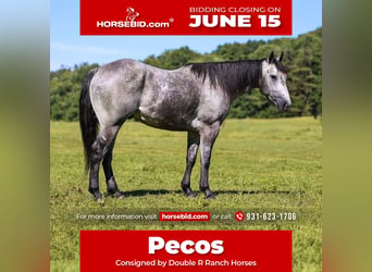 Caballo cuarto de milla, Caballo castrado, 4 años, Tordo