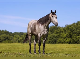 Caballo cuarto de milla, Caballo castrado, 4 años, Tordo