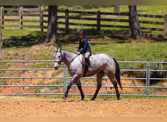 Caballo cuarto de milla, Caballo castrado, 4 años, Tordo