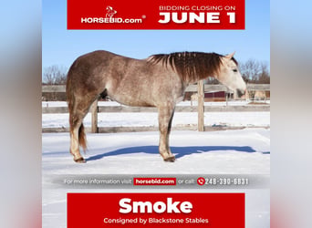 Caballo cuarto de milla, Caballo castrado, 4 años, Tordo