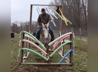 Caballo cuarto de milla, Caballo castrado, 4 años, Tordo
