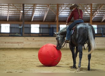 Caballo cuarto de milla, Caballo castrado, 4 años, Tordo rodado