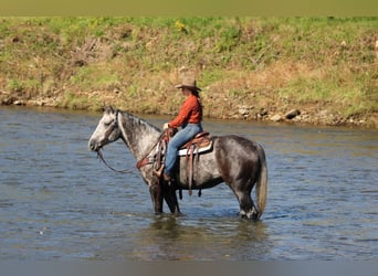 Caballo cuarto de milla, Caballo castrado, 4 años, Tordo rodado