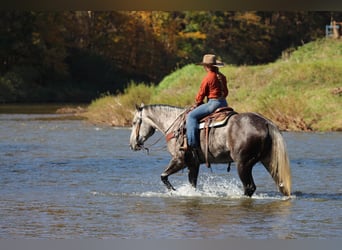 Caballo cuarto de milla, Caballo castrado, 4 años, Tordo rodado