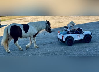 Caballo cuarto de milla, Caballo castrado, 5 años, 107 cm, Tobiano-todas las-capas