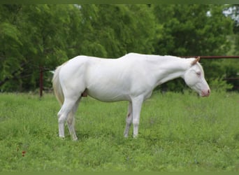 Caballo cuarto de milla, Caballo castrado, 5 años, 132 cm, Overo-todas las-capas