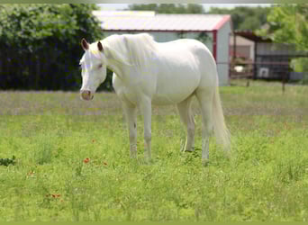 Caballo cuarto de milla, Caballo castrado, 5 años, 132 cm, Overo-todas las-capas