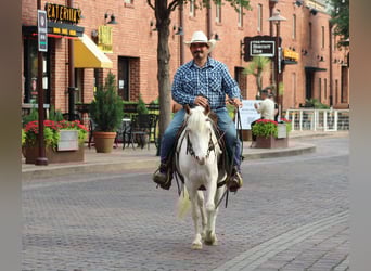 Caballo cuarto de milla, Caballo castrado, 5 años, 132 cm, Overo-todas las-capas