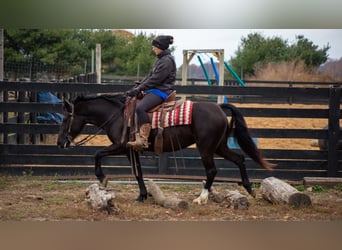 Caballo cuarto de milla, Caballo castrado, 5 años, 140 cm, Negro