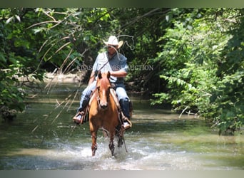 Caballo cuarto de milla, Caballo castrado, 5 años, 142 cm, Castaño-ruano