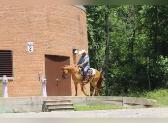 Caballo cuarto de milla, Caballo castrado, 5 años, 142 cm, Castaño-ruano
