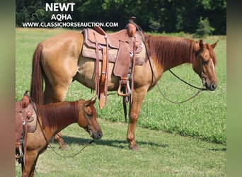 Caballo cuarto de milla, Caballo castrado, 5 años, 142 cm, Castaño-ruano