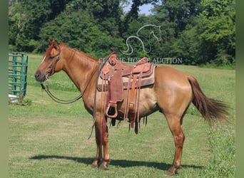 Caballo cuarto de milla, Caballo castrado, 5 años, 142 cm, Castaño-ruano