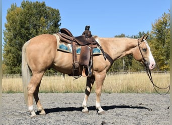 Caballo cuarto de milla, Caballo castrado, 5 años, 142 cm, Palomino
