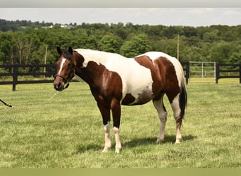 Caballo cuarto de milla, Caballo castrado, 5 años, 142 cm, Pío