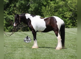 Caballo cuarto de milla, Caballo castrado, 5 años, 142 cm, Tobiano-todas las-capas
