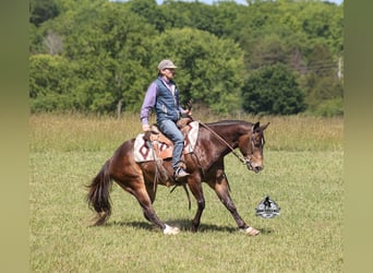 Caballo cuarto de milla, Caballo castrado, 5 años, 143 cm, Buckskin/Bayo