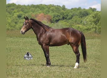 Caballo cuarto de milla, Caballo castrado, 5 años, 143 cm, Buckskin/Bayo