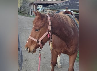 Caballo cuarto de milla, Caballo castrado, 5 años, 145 cm, Alazán