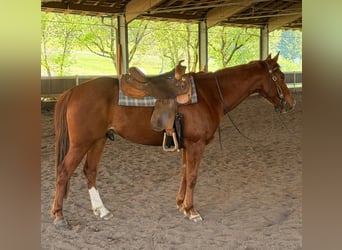 Caballo cuarto de milla, Caballo castrado, 5 años, 145 cm, Alazán
