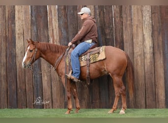 Caballo cuarto de milla, Caballo castrado, 5 años, 145 cm, Alazán rojizo