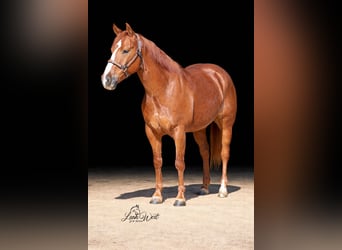 Caballo cuarto de milla, Caballo castrado, 5 años, 145 cm, Alazán rojizo