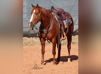 Caballo cuarto de milla, Caballo castrado, 5 años, 145 cm, Alazán rojizo