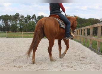 Caballo cuarto de milla, Caballo castrado, 5 años, 145 cm, Alazán