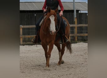 Caballo cuarto de milla, Caballo castrado, 5 años, 145 cm, Alazán